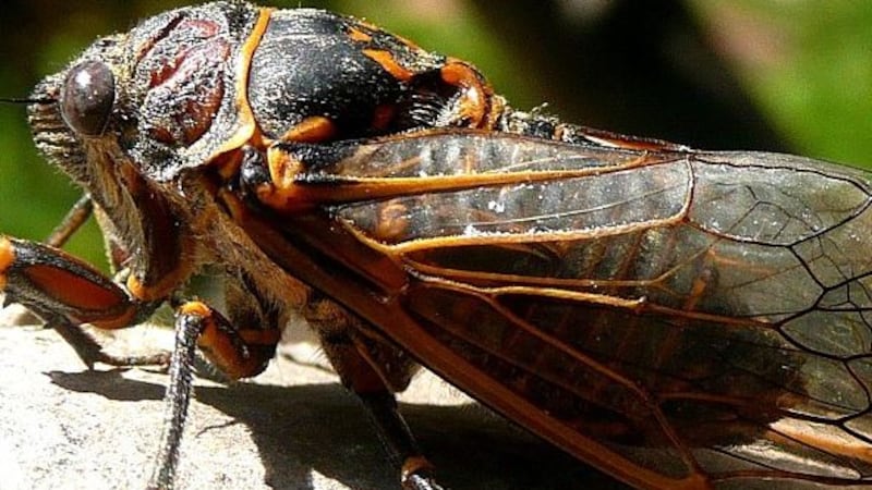 17-year cicadas will appear in states east of the Quad Cities