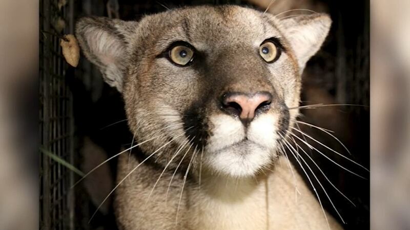 Another mountain lion near Los Angeles has died.