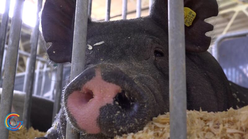 pig in pig farm