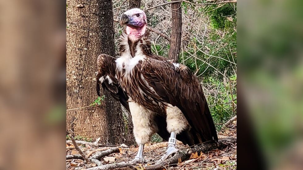 Pin lived at the zoo for the past 33 years and was one of only 27 lappet-faced vultures in...